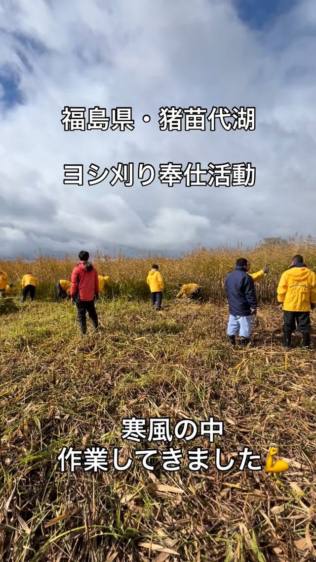 「赤べこ日記」
今日の福島県・猪苗代町(野口英世の故郷)
初冬の寒さぁー〜☃️

寒風吹き荒む中
県内外から150名が参加し
3mを超える「ヨシ刈り」をして参りました。

このヨシ(植物繊維)を使用し
まる福名刺は出来ているのです

気がつけば
磐梯山山頂に初冠雪を
見ることが出来ましたぁー☃️

#まる福 #赤べこ #磐梯山 #猪苗代湖