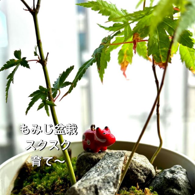 「赤べこ日記」
庭で芽を出した
　天然もみじ🍁
移植してミニ盆栽にして眺めています

#盆栽 #赤べこ #まる福