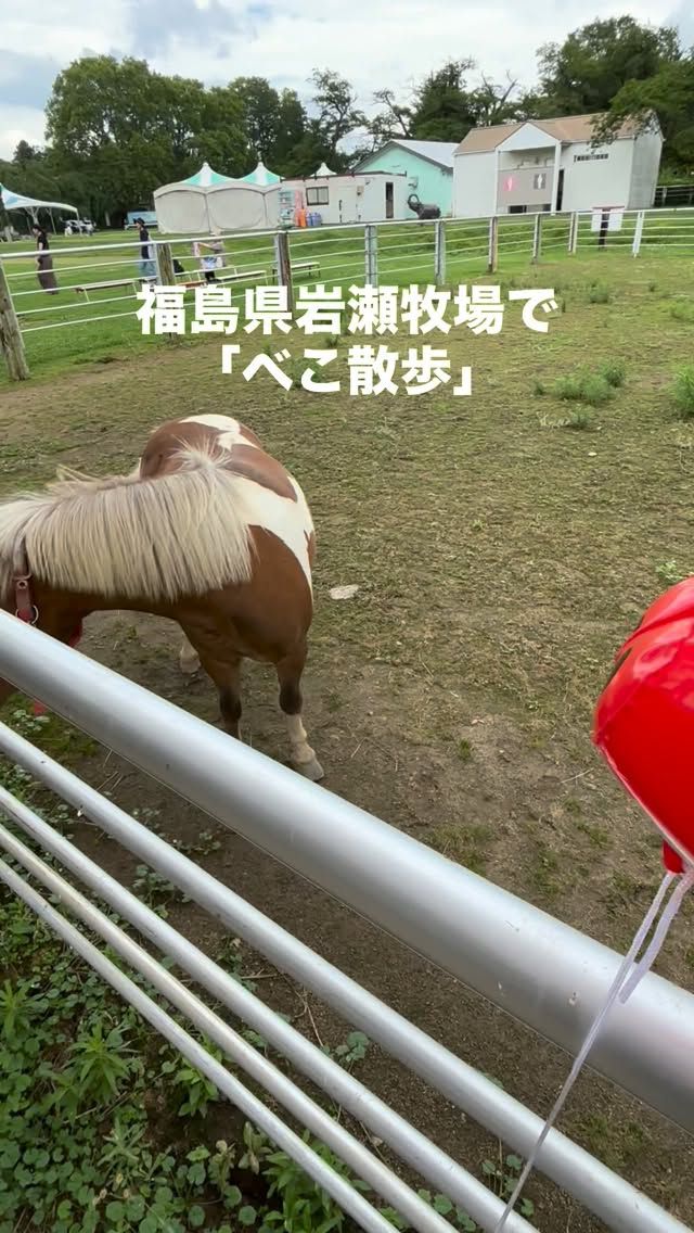 「赤べこ日記」
赤べこ後輩の休日😆

後輩は取引先でもある
「岩瀬牧場」で気分転換の〜いち日✨

🐇うさぎと散歩「うさんぽ」

🌽とうもろこし巨大迷路
　制覇まで30分必要😤

⛰️ハイジ気分のブランコ
　　思わず--
　　おじぃさーん！
　　ペ〜タぁ〜！　
　　クララぁ〜！
　　ユキちゃぁーん！
　　ヨーゼフぅ〜！
と叫んでしまった😅✨

赤べこ後輩😳
疲れて…空気抜けちゃったよ〜🫩

@iwasefarm 
ここ夏のんびり　過ごしたい方は
行ってみては😎👍

#赤べこ #まる福